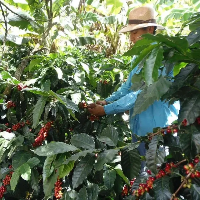 Finca La Esmeralda Anaerobic Washed - Huila