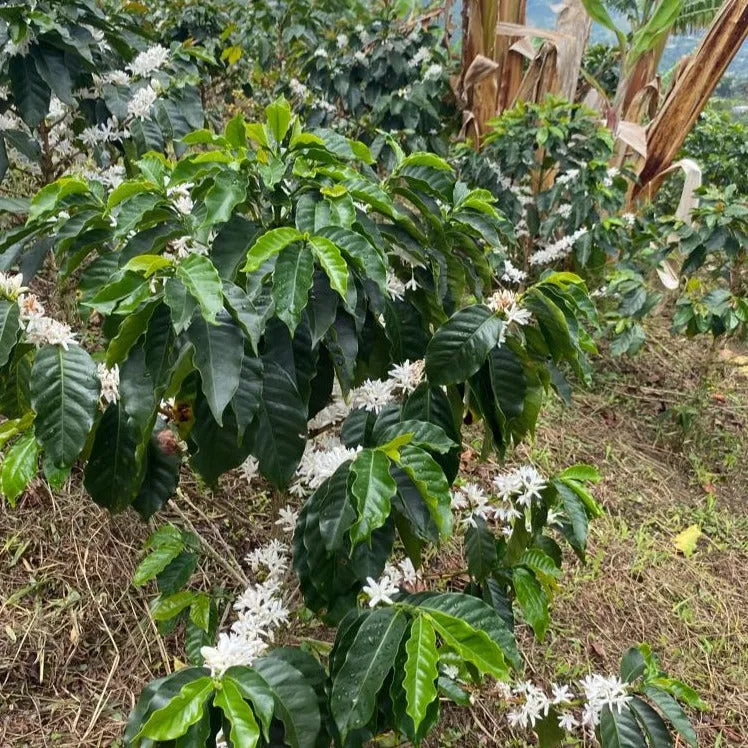 Finca La Esmeralda Anaerobic Washed - Huila