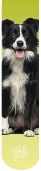 Wild Habitat Sublimation Socks- Border Collie